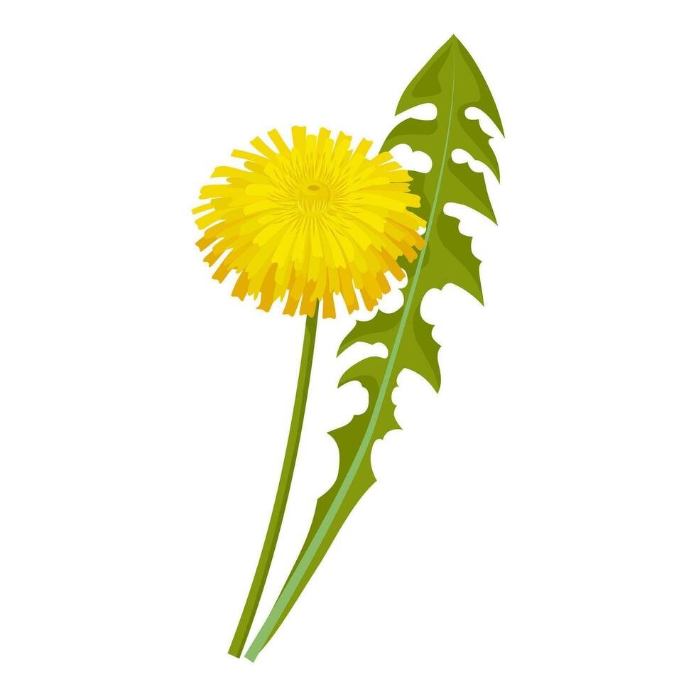 Vector illustration, dandelion flower with green leaves, isolated on white background.