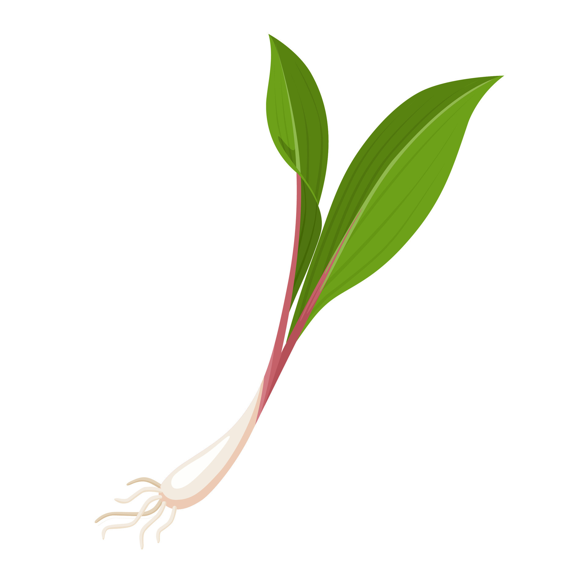 Vector illustration, Ramps or wild onions, scientific name Allium