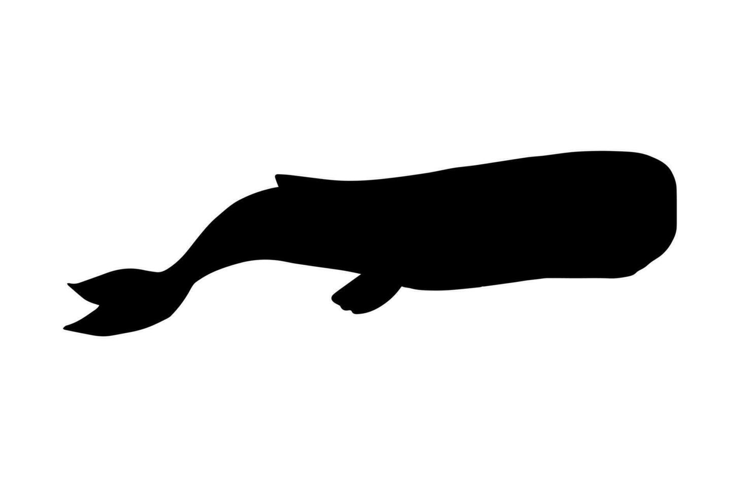 Vector hand drawn sketch cachalot sperm whale silhouette