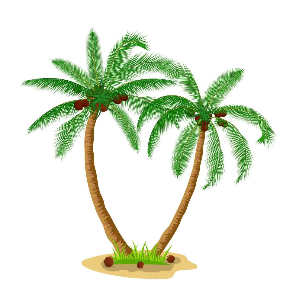 Two coconut palm trees with grass vector