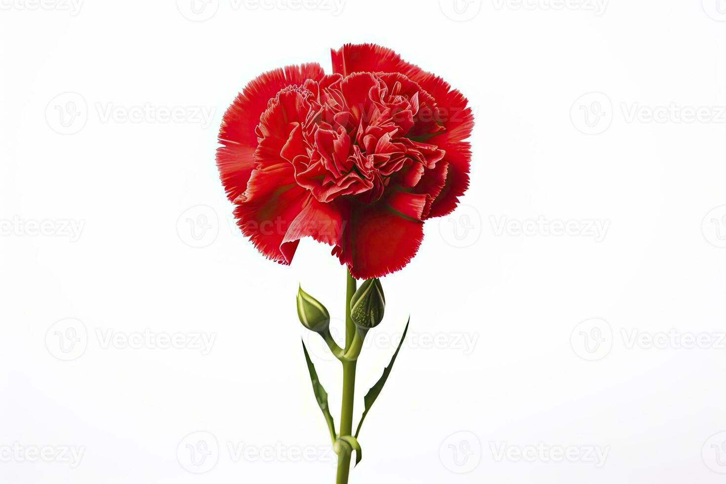 AI generated Red Carnation isolated on white background. AI Generated photo