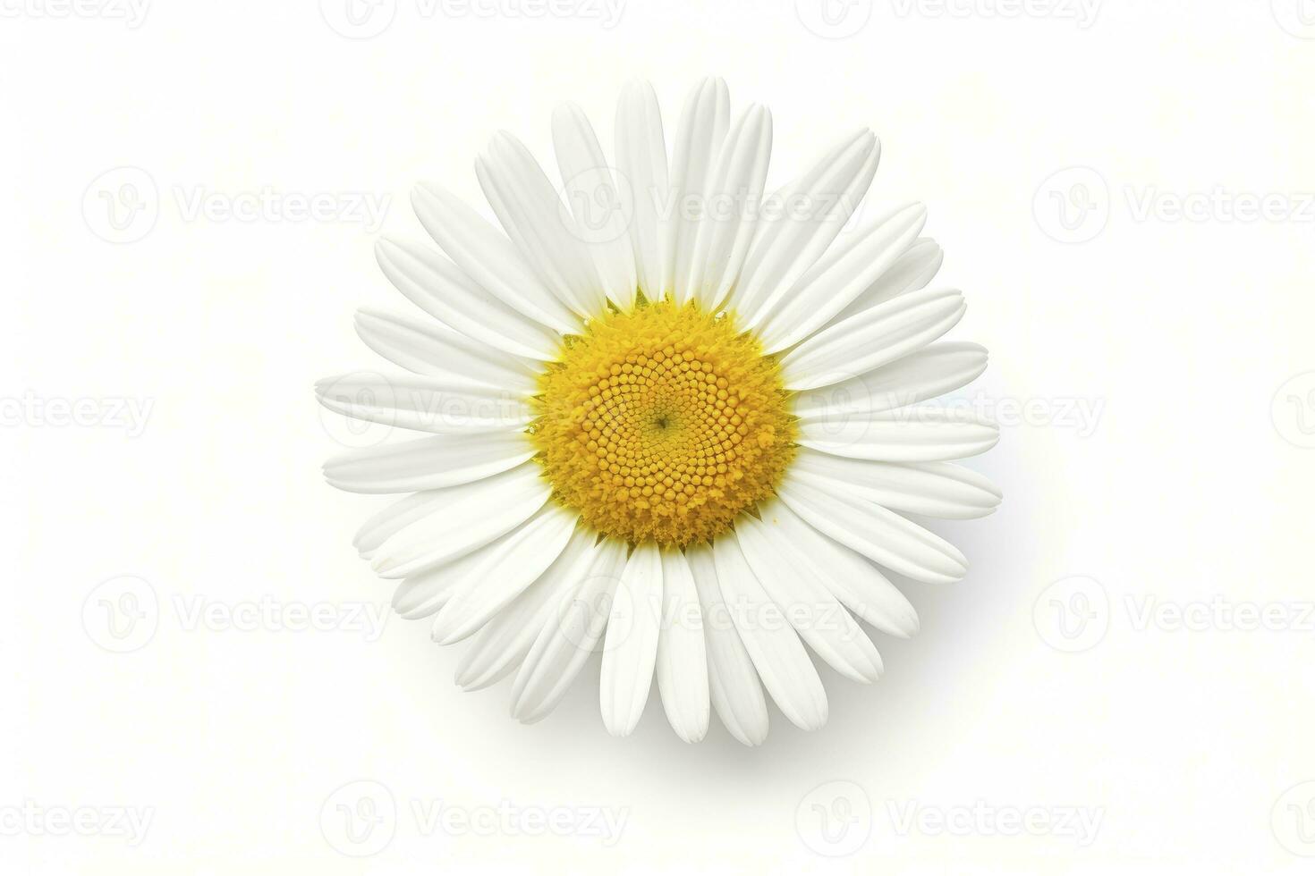 AI generated Common daisy isolated on white background. AI Generated photo