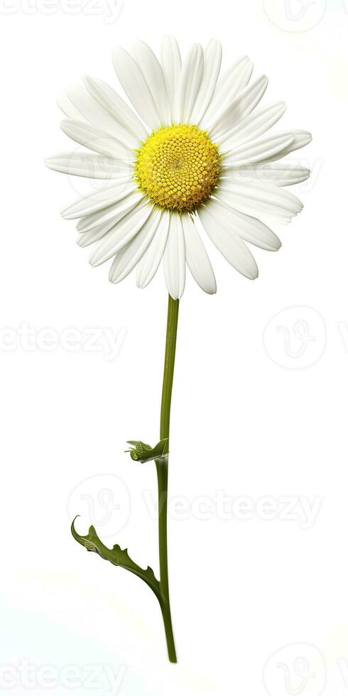 AI generated Common daisy isolated on white background. AI Generated photo