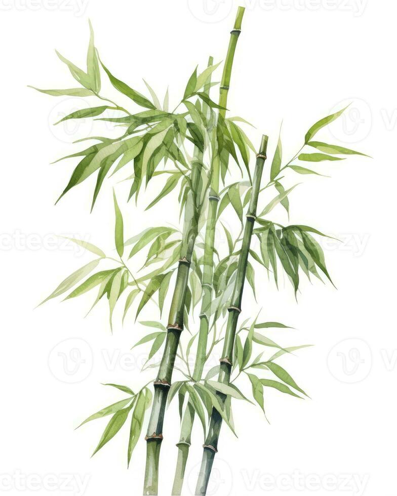 AI generated Watercolor bamboo clipart isolated on white background. AI Generated photo