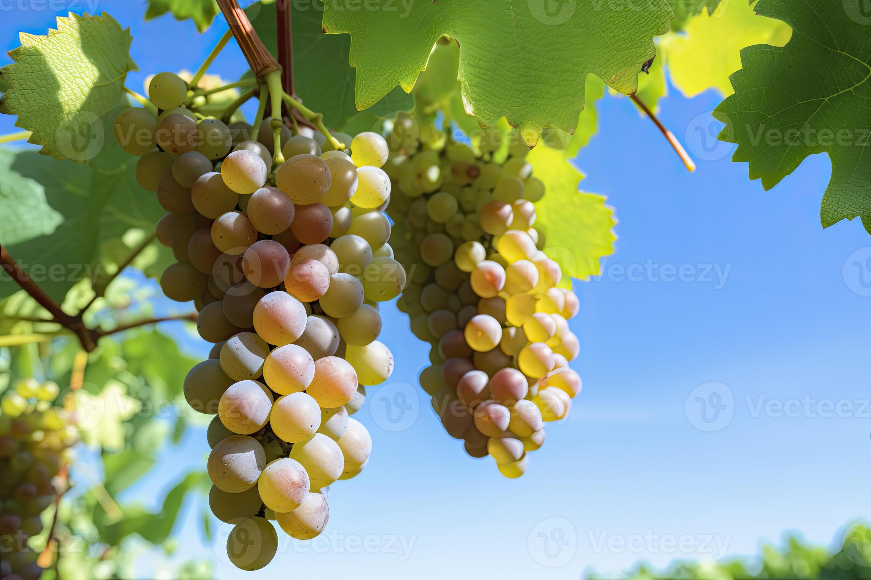 AI generated Closeup Of Grapes Growing In Vineyard. AI Generated