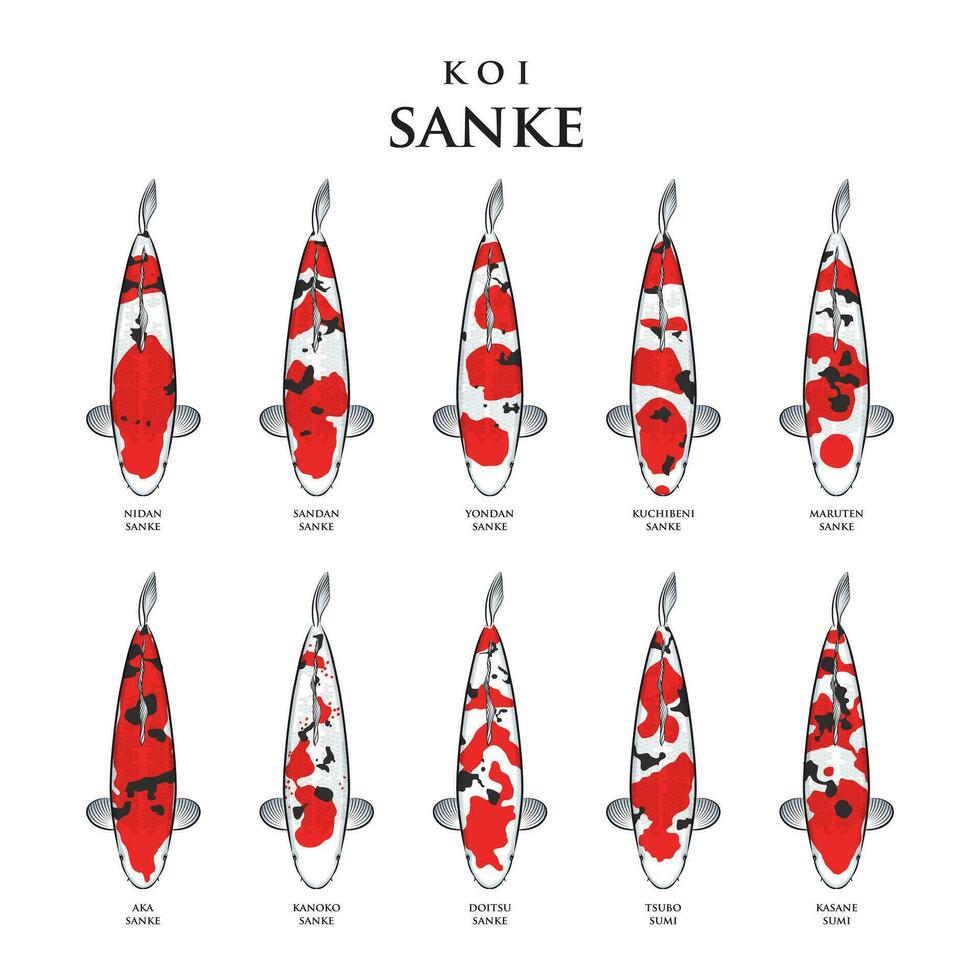 Vector drawing koi fish Sanke