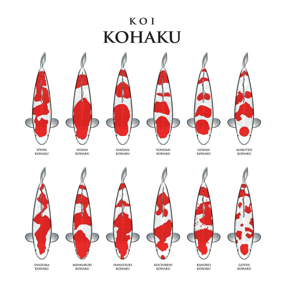 Vector drawing koi fish kohaku