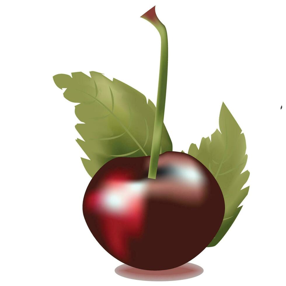 Tasty Red Cherry illustration vector