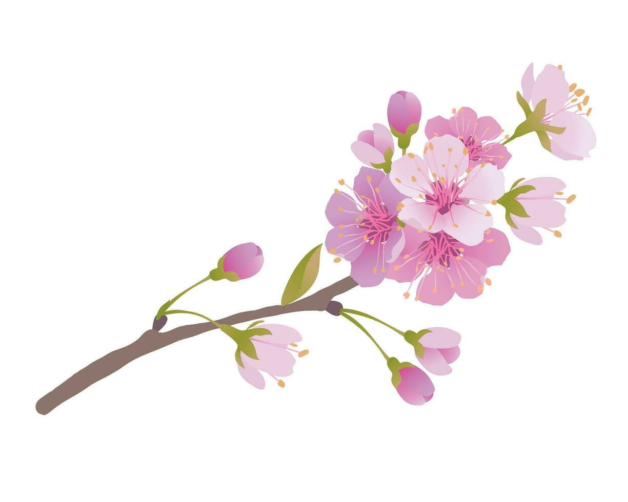 Branches of cherry blossoms on a white background. For spring greeting cards and cosmetics packaging. Branches with pink sakura blossoms. Vector illustration.
