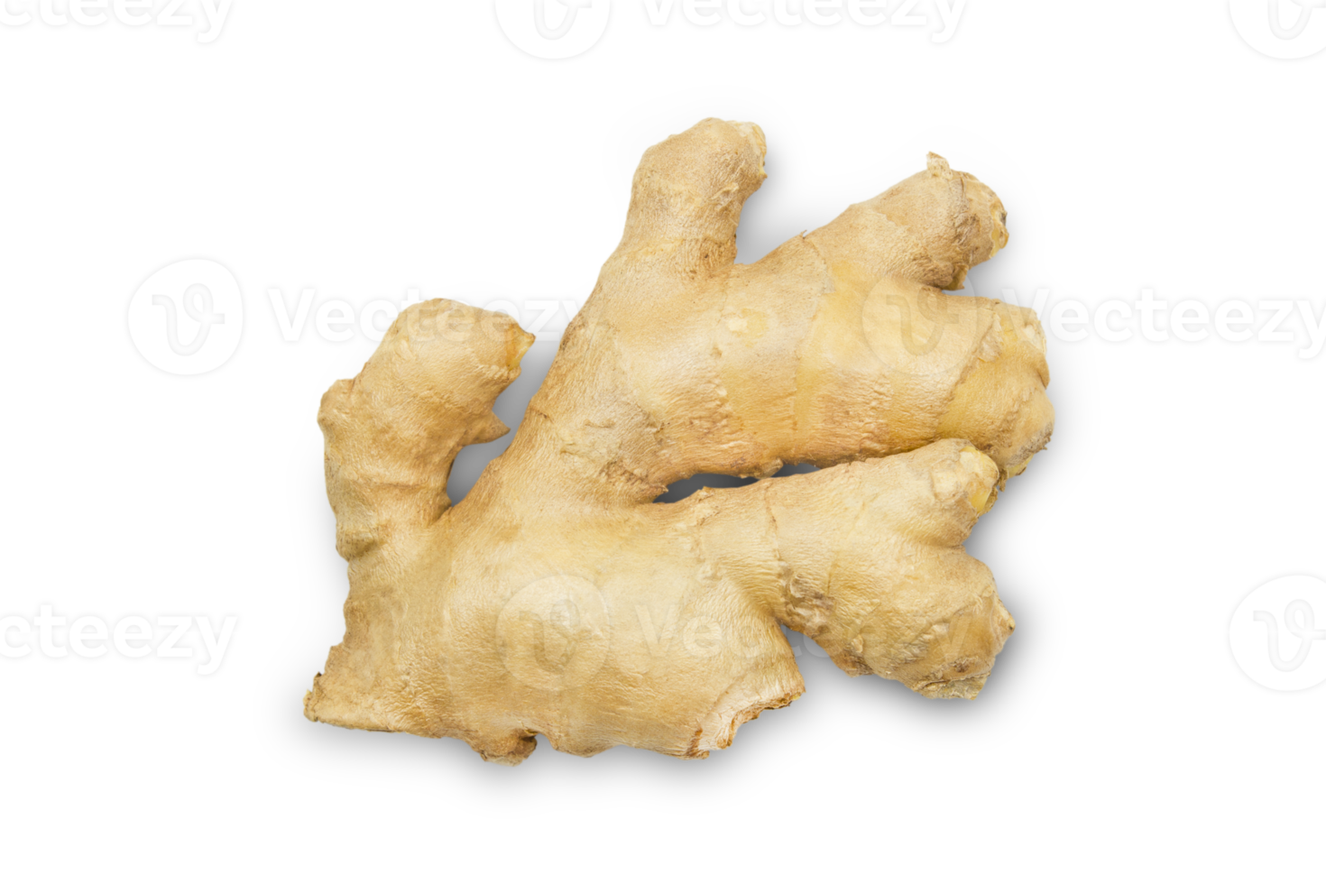 Fresh raw ginger isolated on transparent background, top view. png