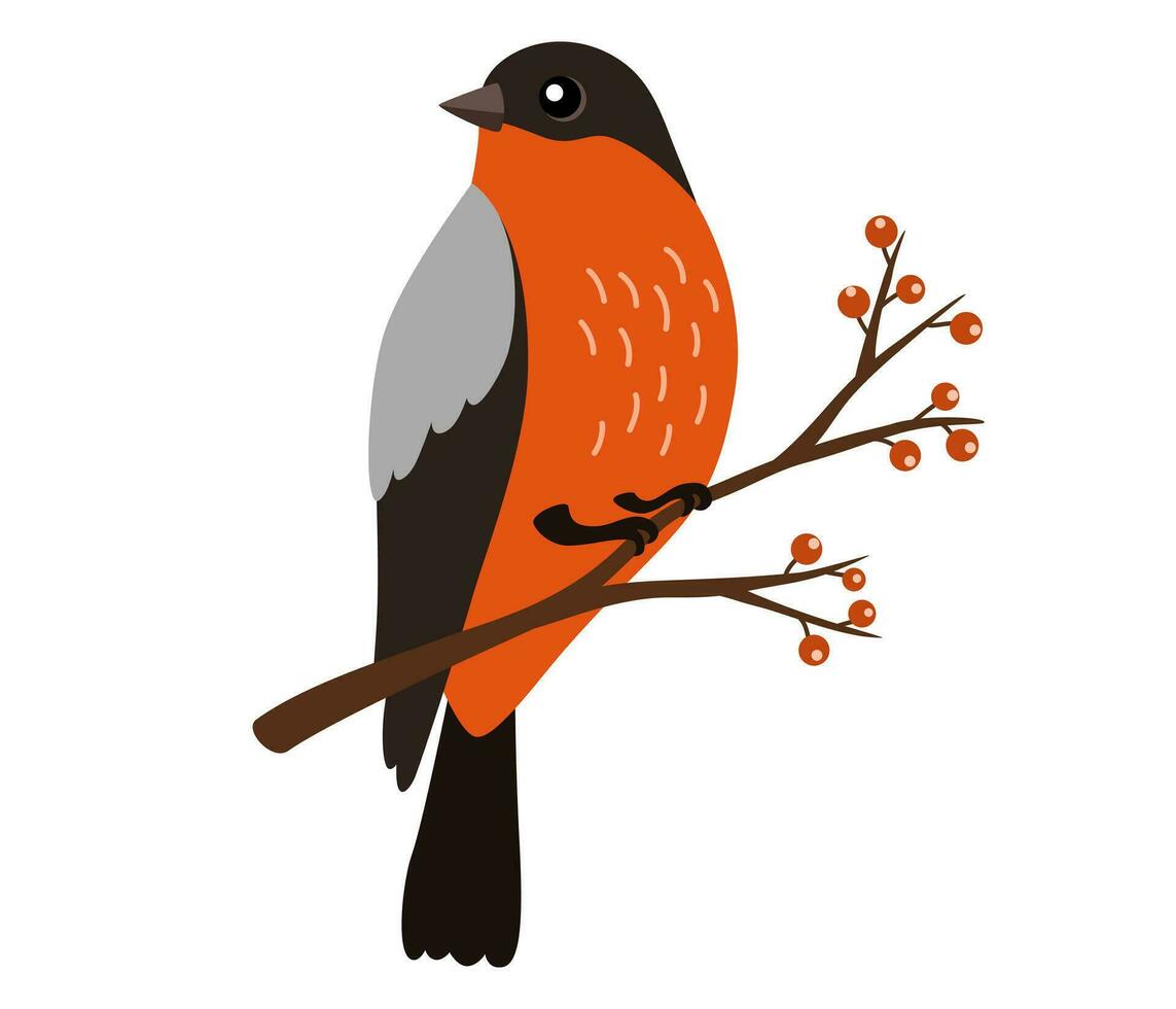 Bullfinch bird on branch with berries. Cute character of a red winter bird in a trendy hand drawn style. Perfect for a print, postcard or label Vector flat illustration.