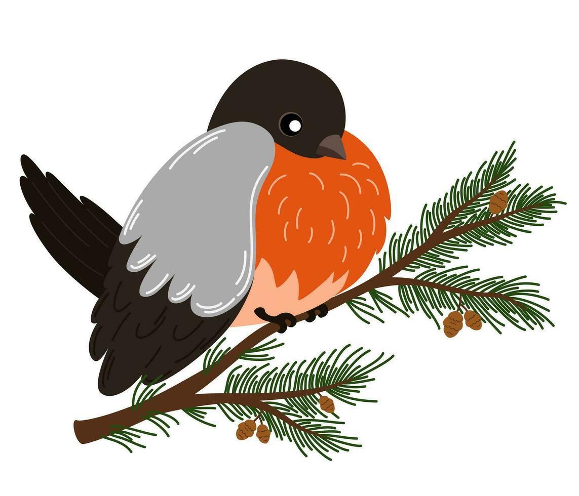 Bullfinch bird on fir branch. Cute vector character of a red winter bird in a trendy hand drawn style. Perfect for a print, postcard or label