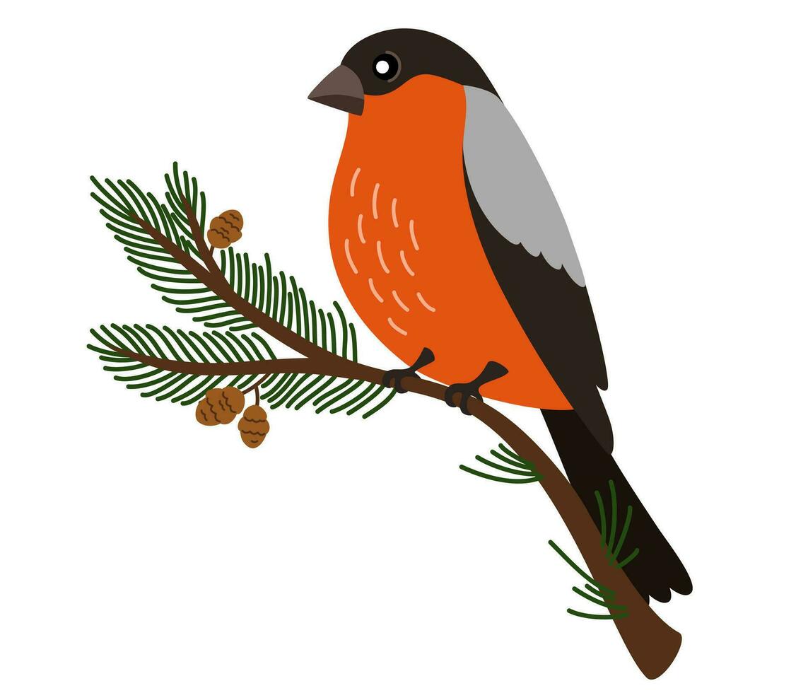 Bullfinch bird on fir branch. Cute vector character of a red winter bird in a trendy hand drawn style. Perfect for a print, postcard or label