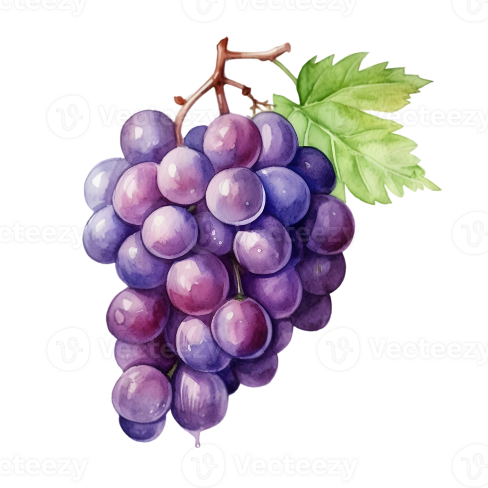 AI generated grape illustration , grape clipart ,grape water color png
