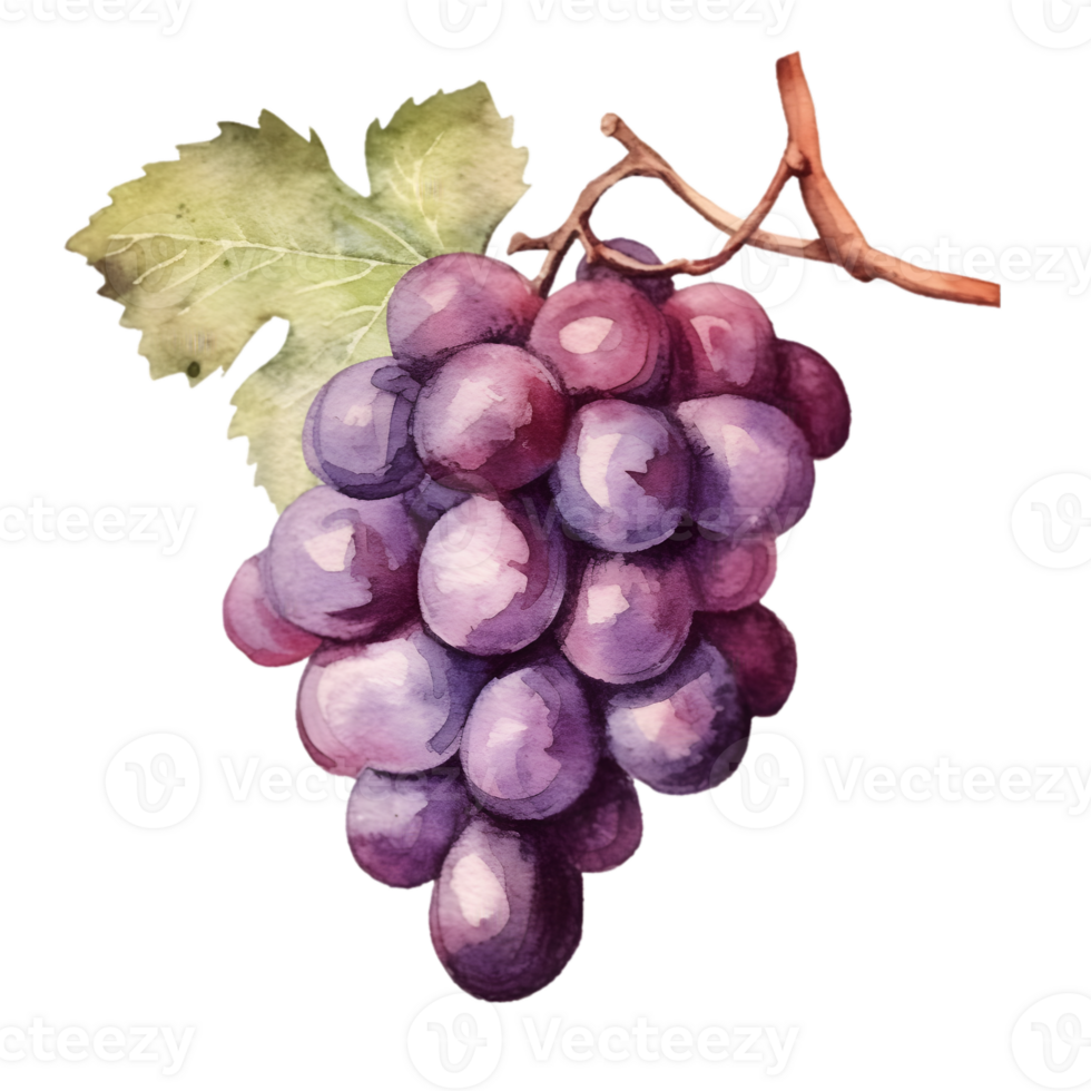 AI generated grape illustration , grape clipart ,grape water color png