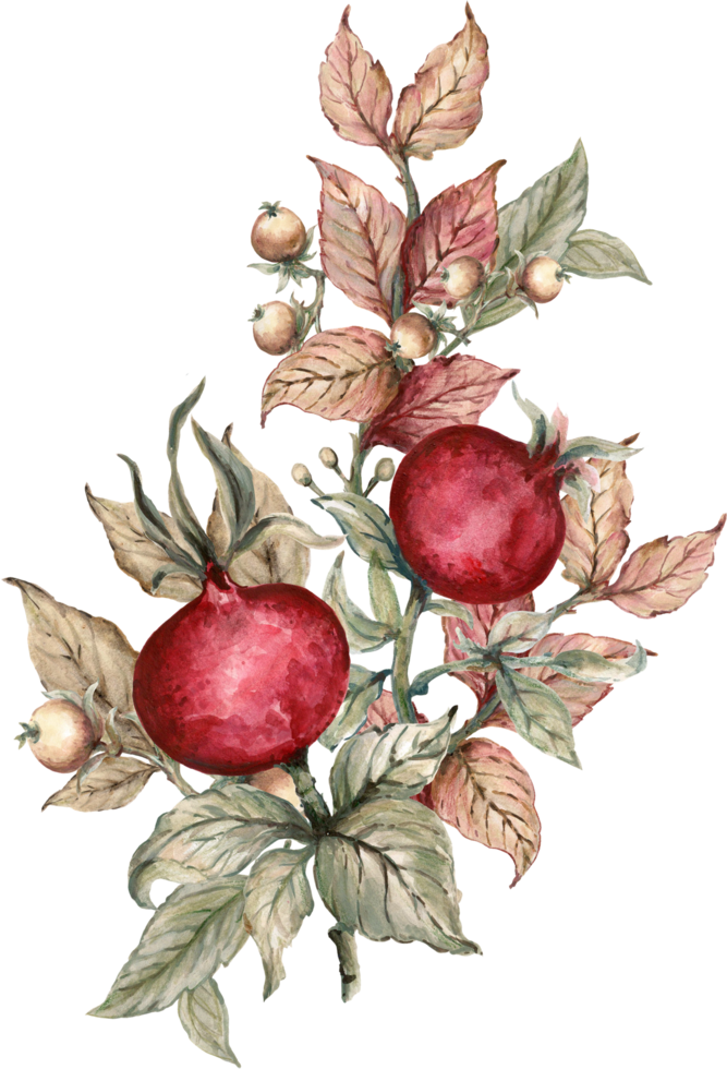 Pomegranate foliage bouquet tree png