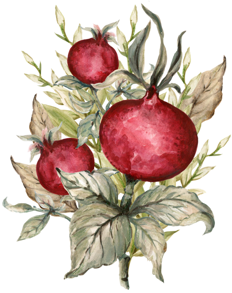 Pomegranate foliage bouquet tree png