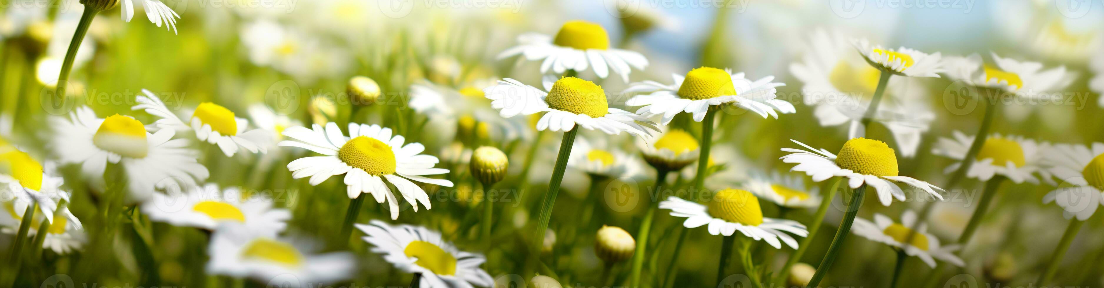 AI generated Chamomile flower for a banner. Generative AI photo