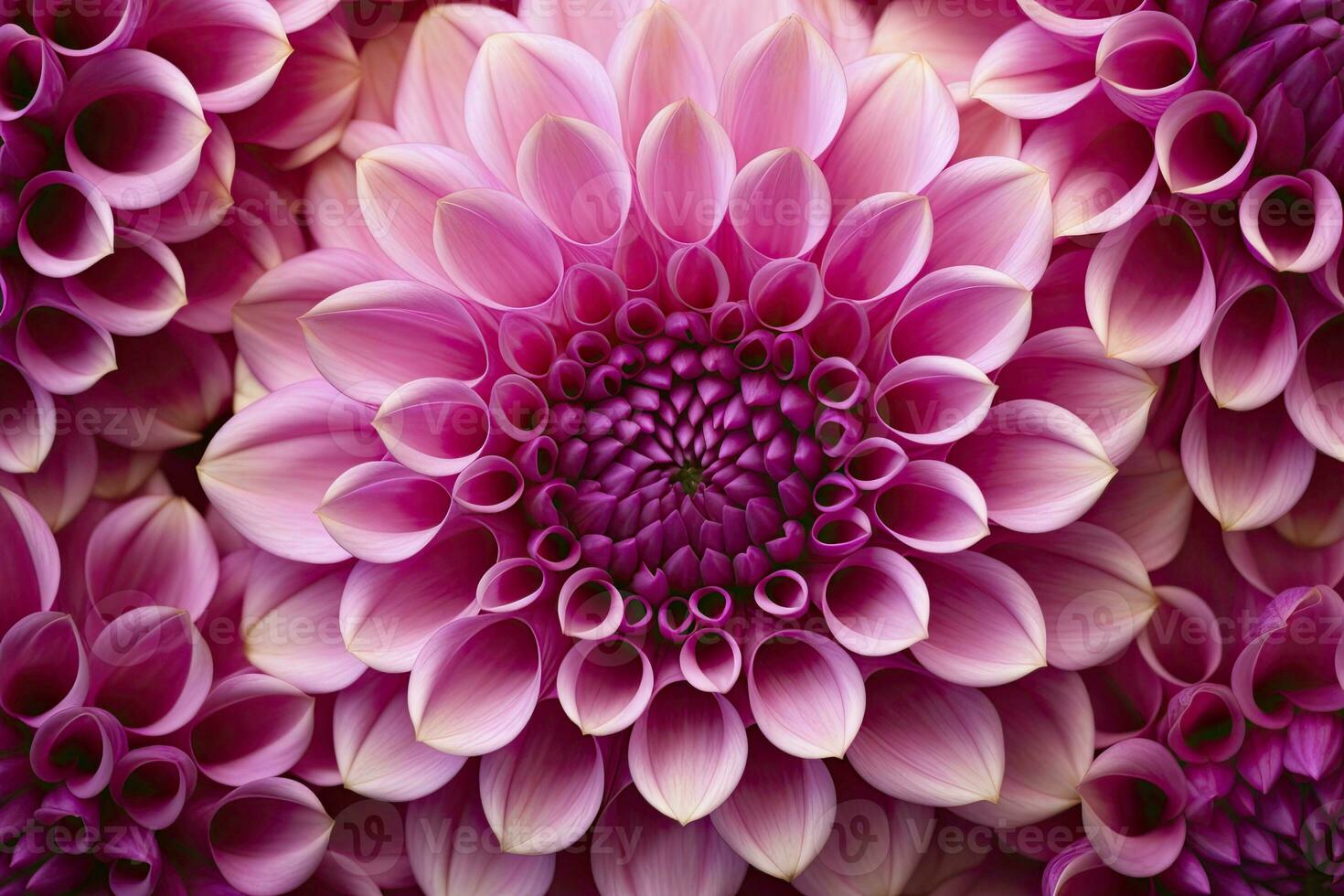 AI generated Dahlia flower background.  AI Generated. photo