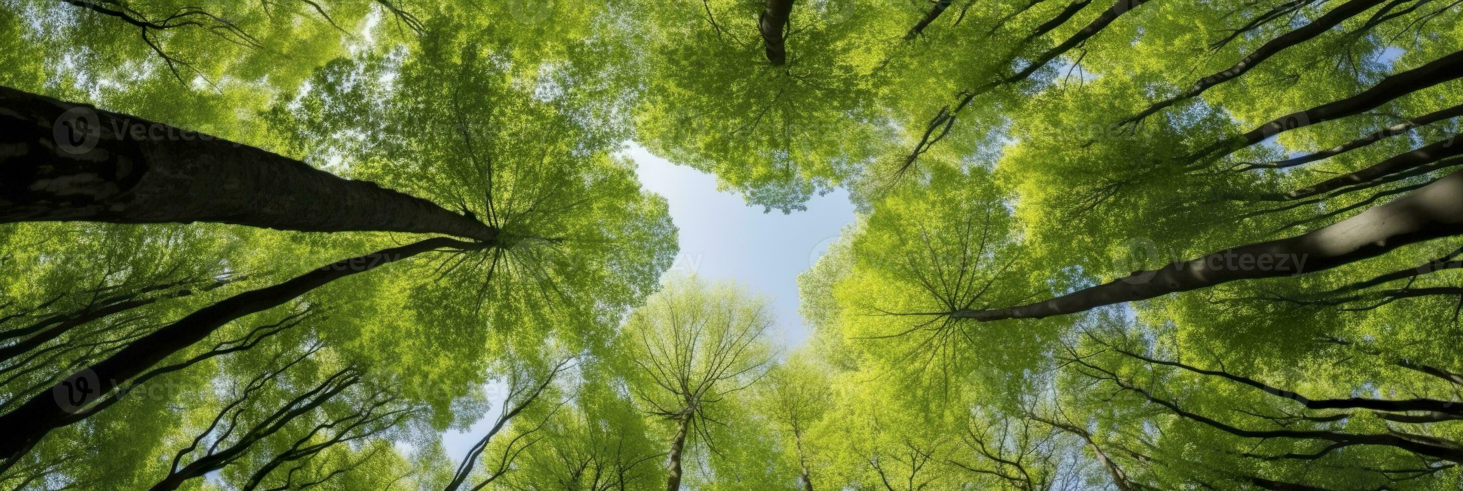 AI generated Looking up at the green tops of trees. AI Generated photo