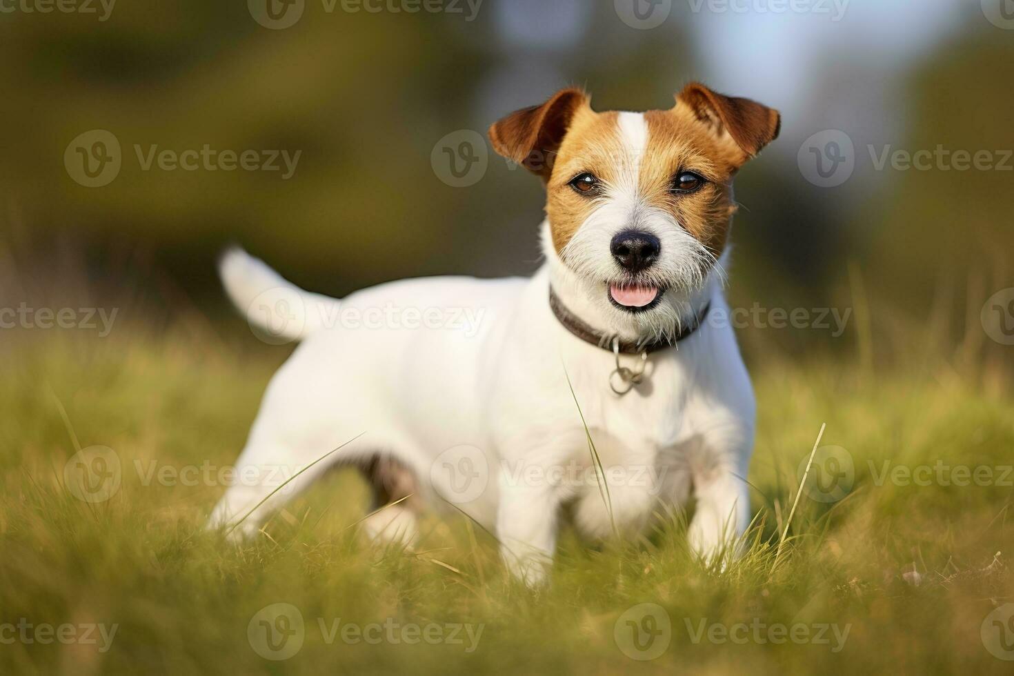 AI generated Happy jack russell terrier pet dog waiting, listening in the grass. AI Generated photo