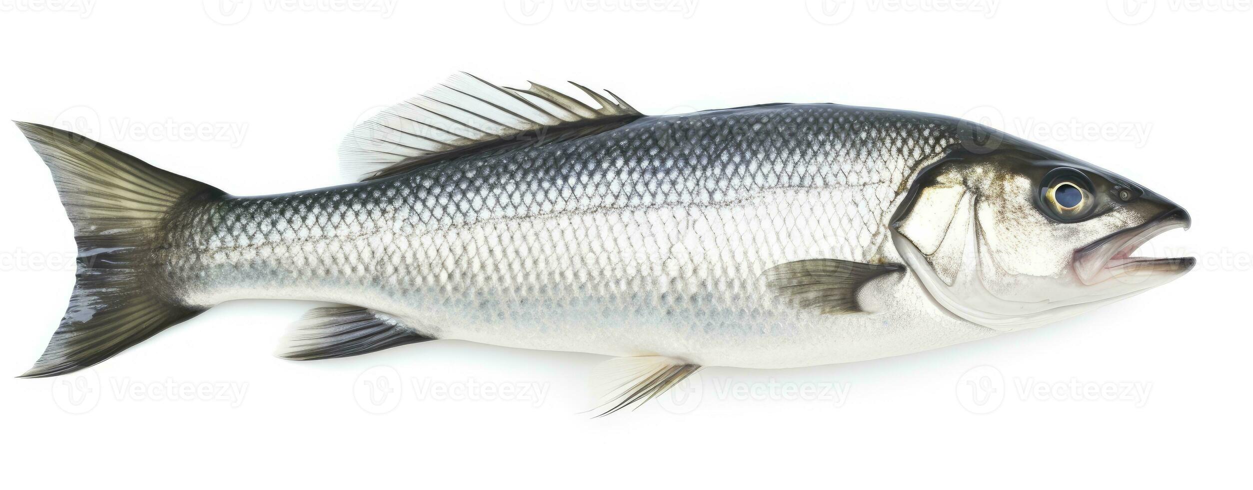 AI generated One fresh sea bass fish isolated on white background. AI Generated. photo