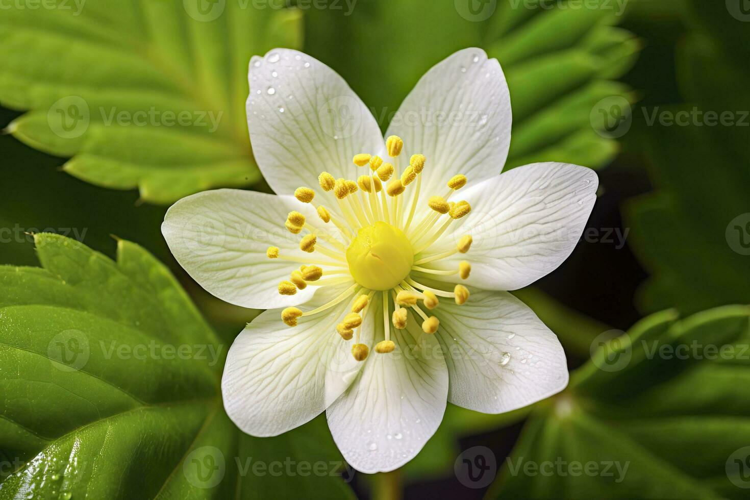 ai generado fresa flor. ai generado foto