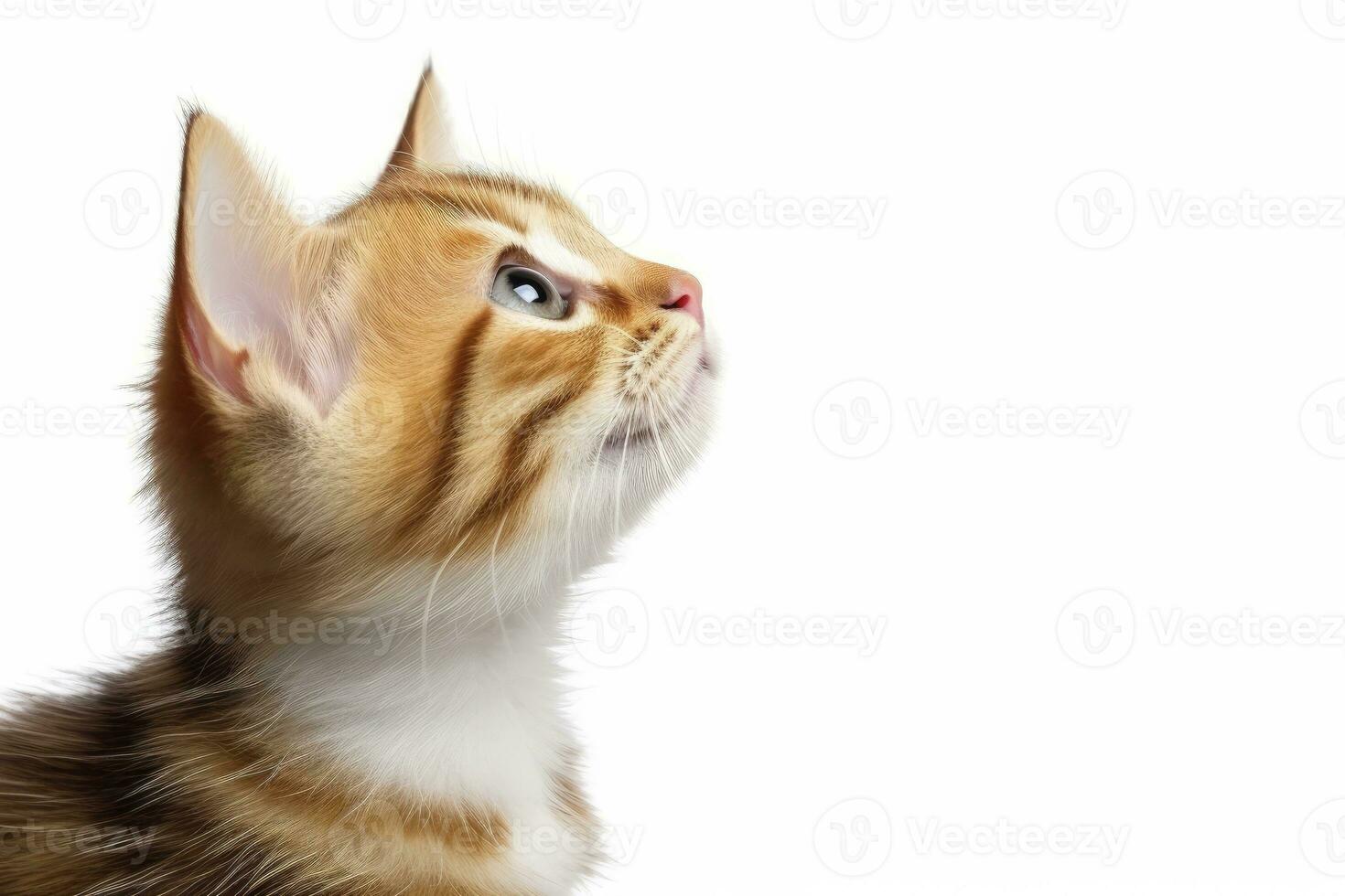 AI generated Playful funny kitten looking up isolated on a white background. AI Generated photo