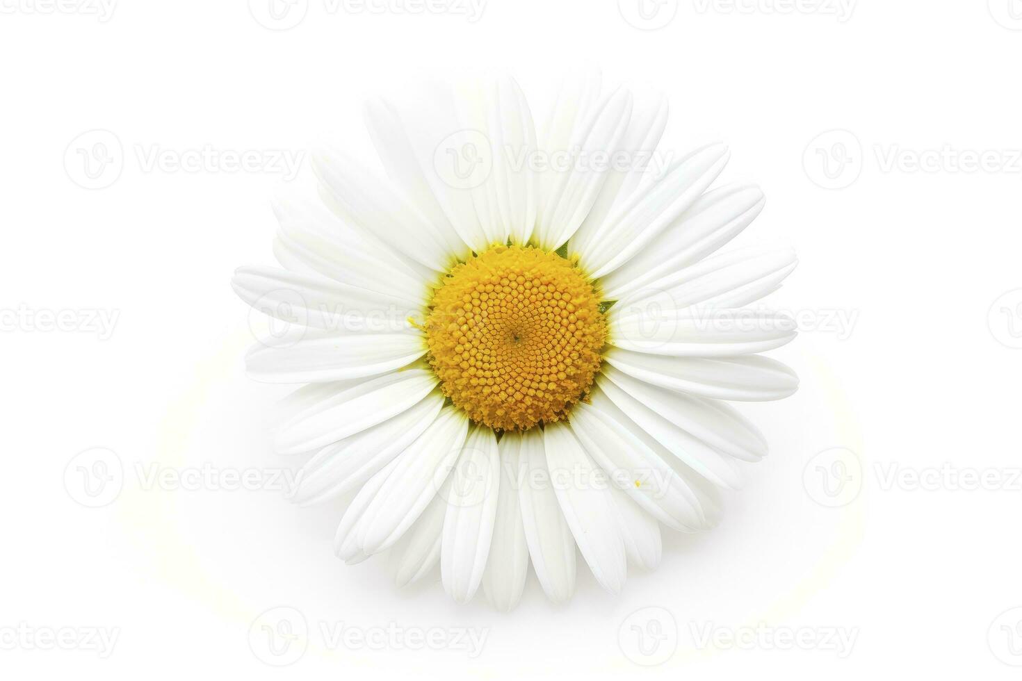 AI generated Common daisy isolated on white background. AI Generated photo