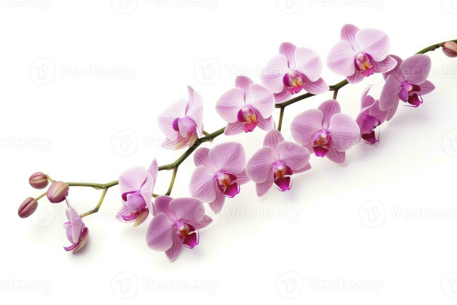 AI generated Pink Orchid isolated on white background. AI Generated photo