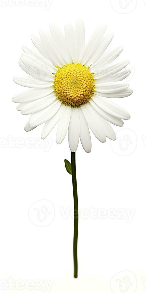 AI generated Common daisy isolated on white background. AI Generated photo