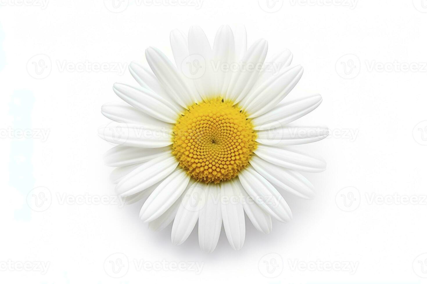 AI generated Common daisy isolated on white background. AI Generated photo