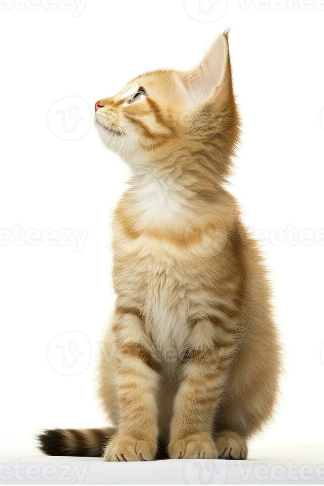 AI generated Playful funny kitten looking up isolated on a white background. AI Generated photo