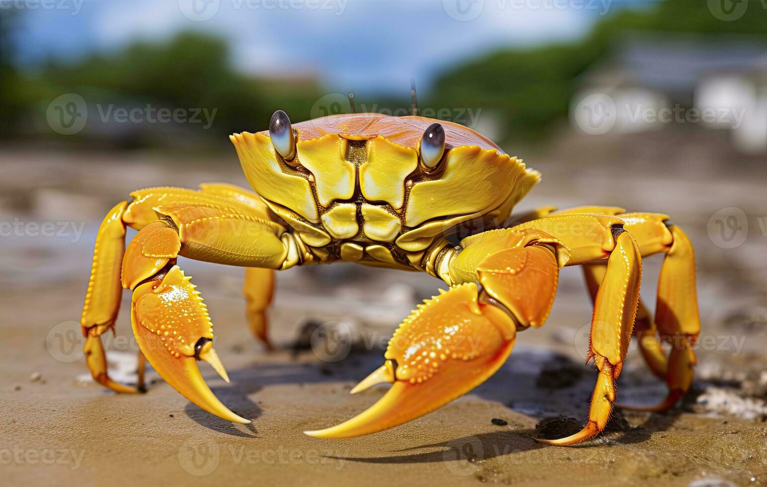 AI generated Yellow land crab. AI Generated photo