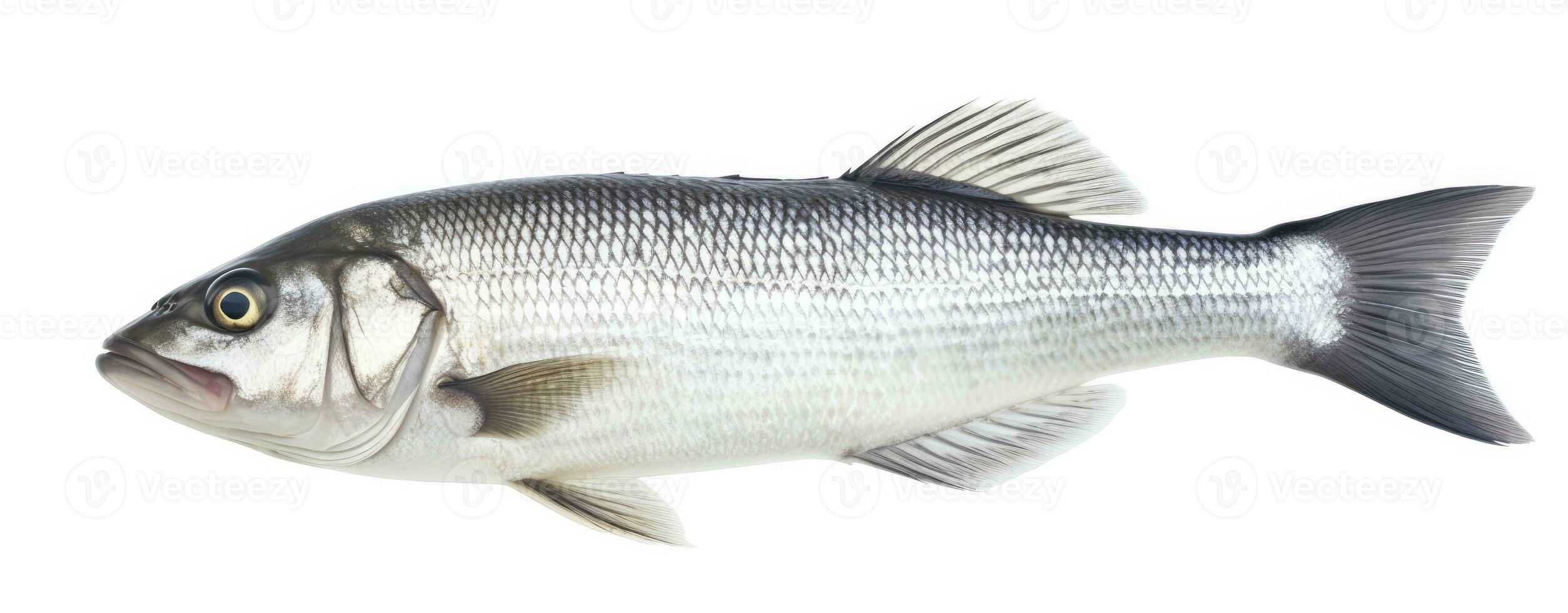 AI generated One fresh sea bass fish isolated on white background. AI Generated. photo