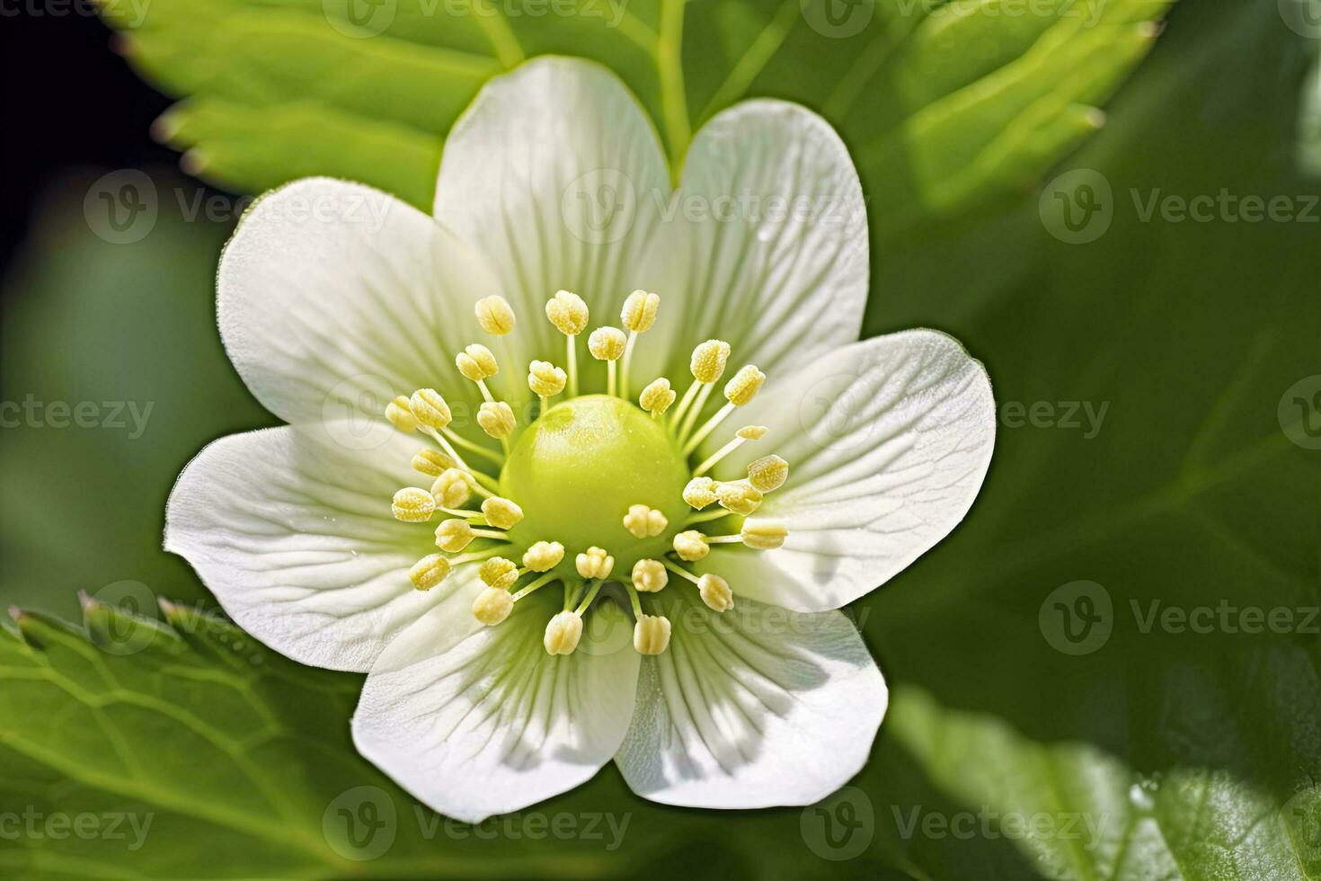 AI generated Strawberry flower. AI Generated photo