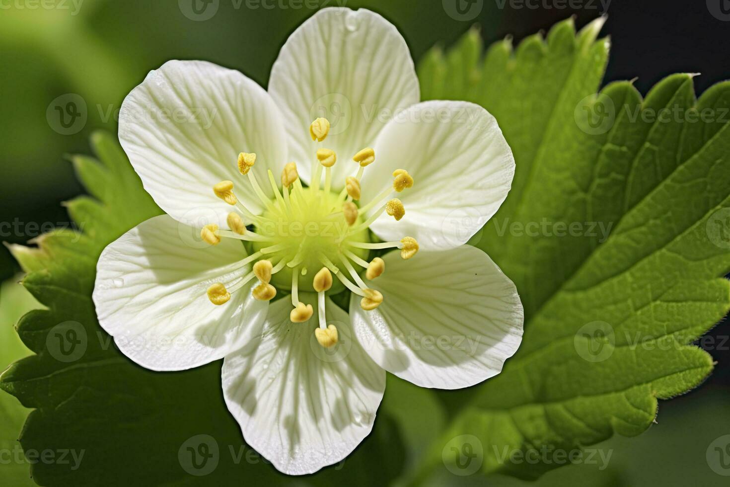 AI generated Strawberry flower. AI Generated photo