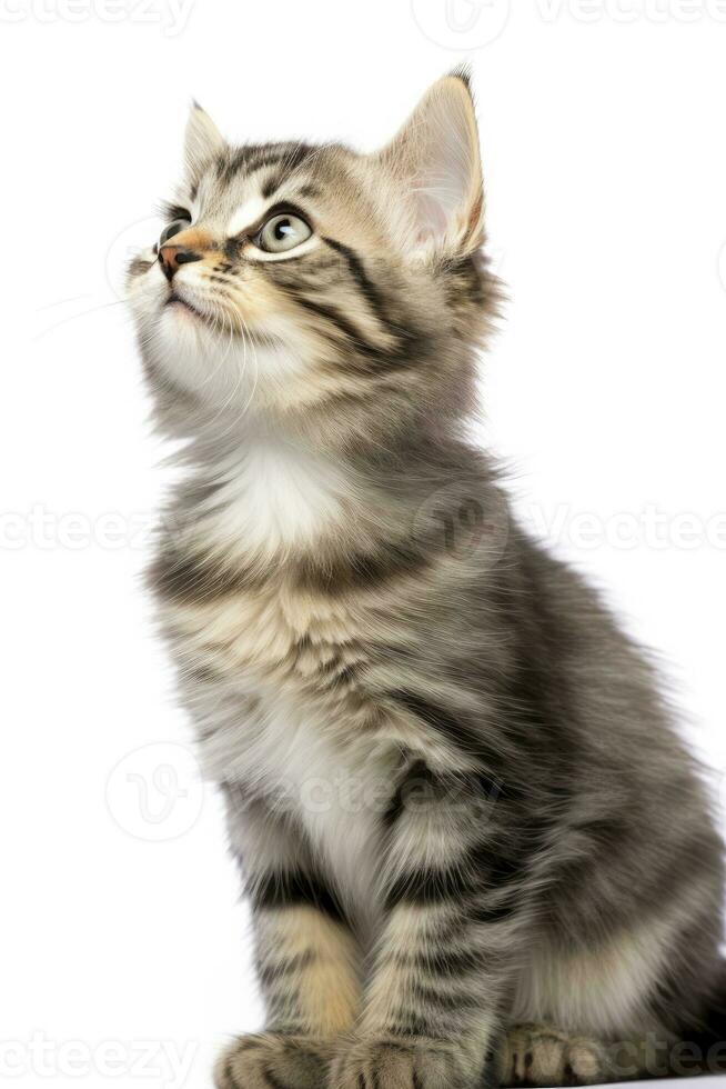 AI generated Playful funny kitten looking up isolated on a white background. AI Generated photo