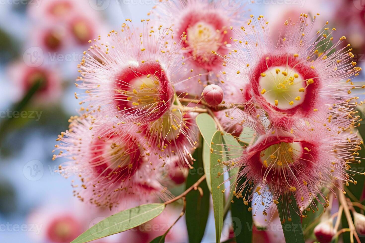 AI generated Beautiful Gum tree pink flowers and buds. AI Generated photo