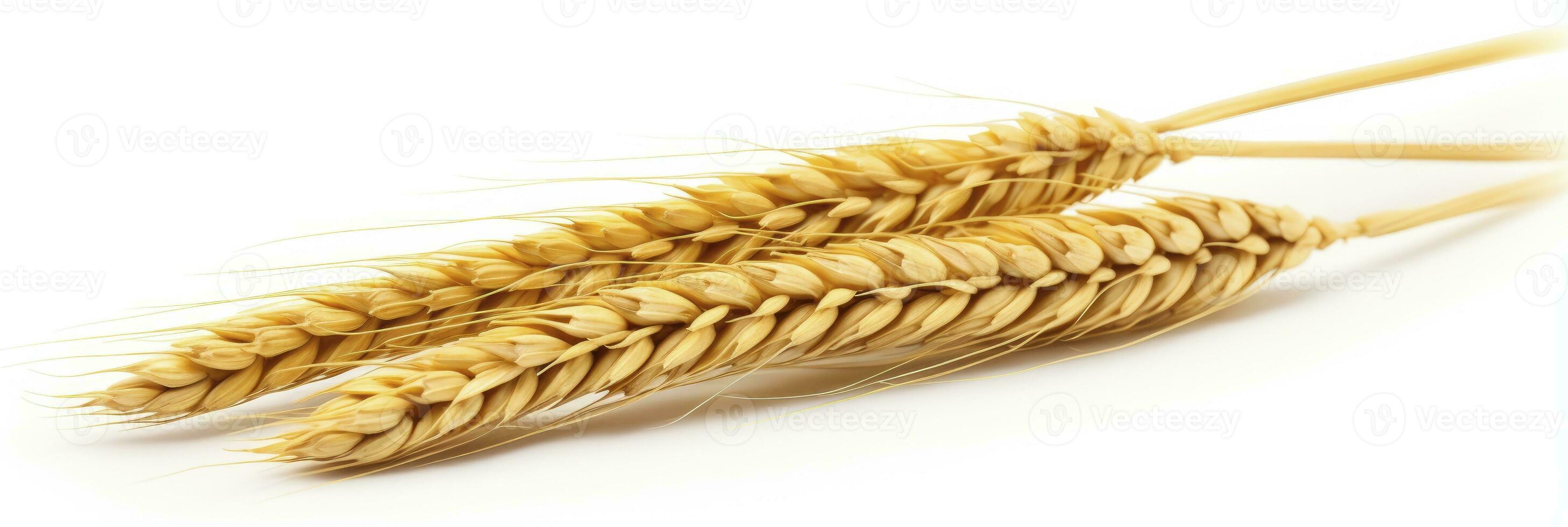 AI generated Wheat ears isolated on white background. AI Generated. photo