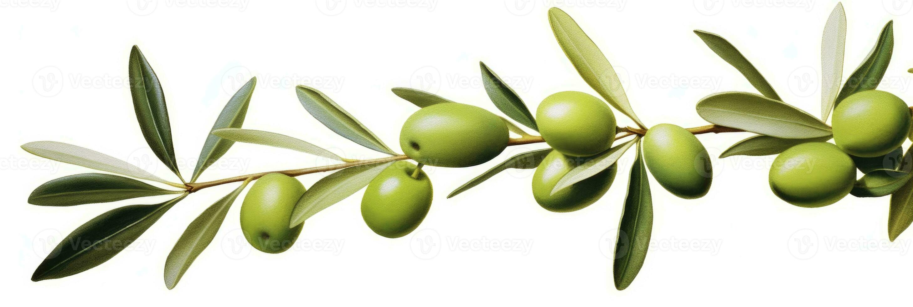 ai generado aceituna árbol rama, verde aceitunas y hojas en blanco antecedentes. ai generado. foto