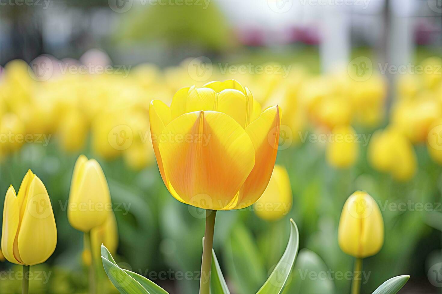 AI generated Yellow tulip in the garden. AI Generated photo