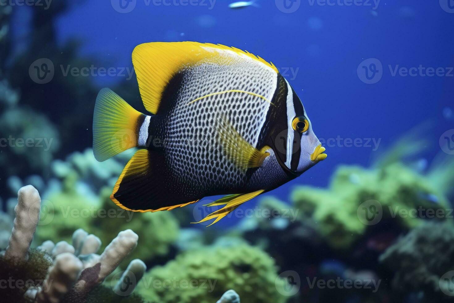 AI generated Beautiful angelfish in the ocean. AI Generated photo