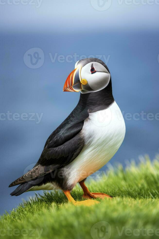 AI generated Puffin bird on a green grass patch. AI Generated photo