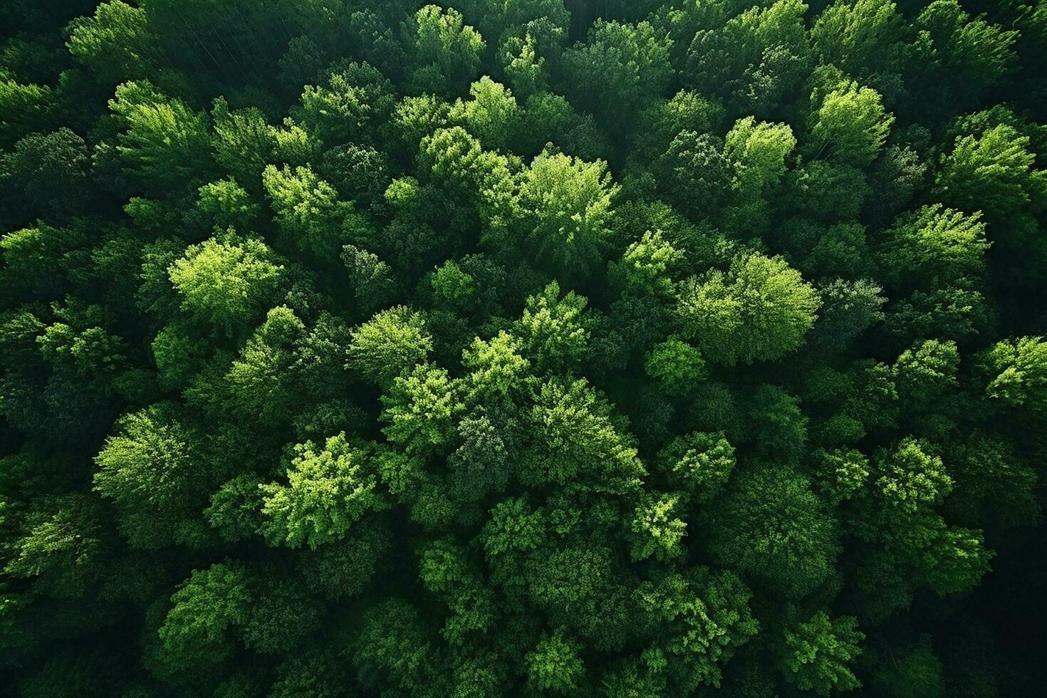 AI generated Aerial top view rural road in the forest, dirt road or mud road and rain forest, Aerial view road in nature, Ecosystem and healthy environment photo