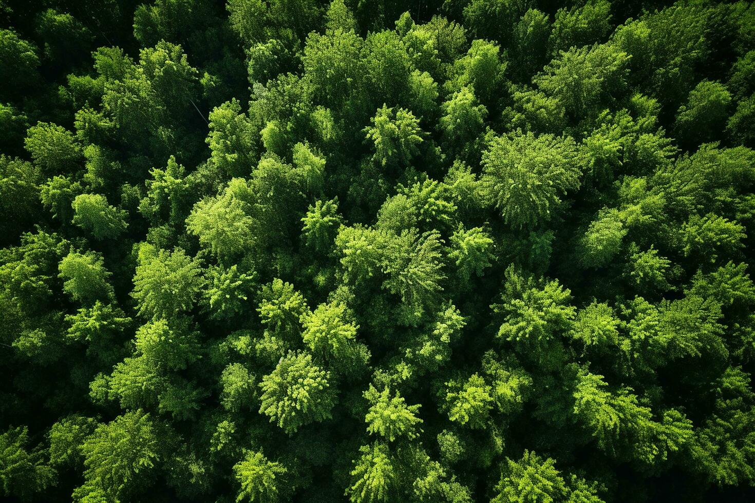 AI generated Aerial top view rural road in the forest, dirt road or mud road and rain forest, Aerial view road in nature, Ecosystem and healthy environment photo