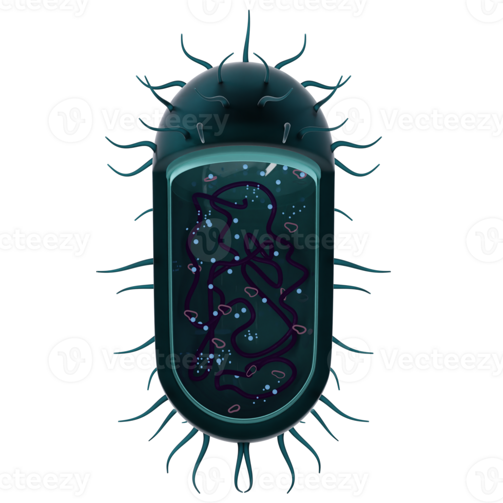 Bacteria 3d rendered icon isolated png
