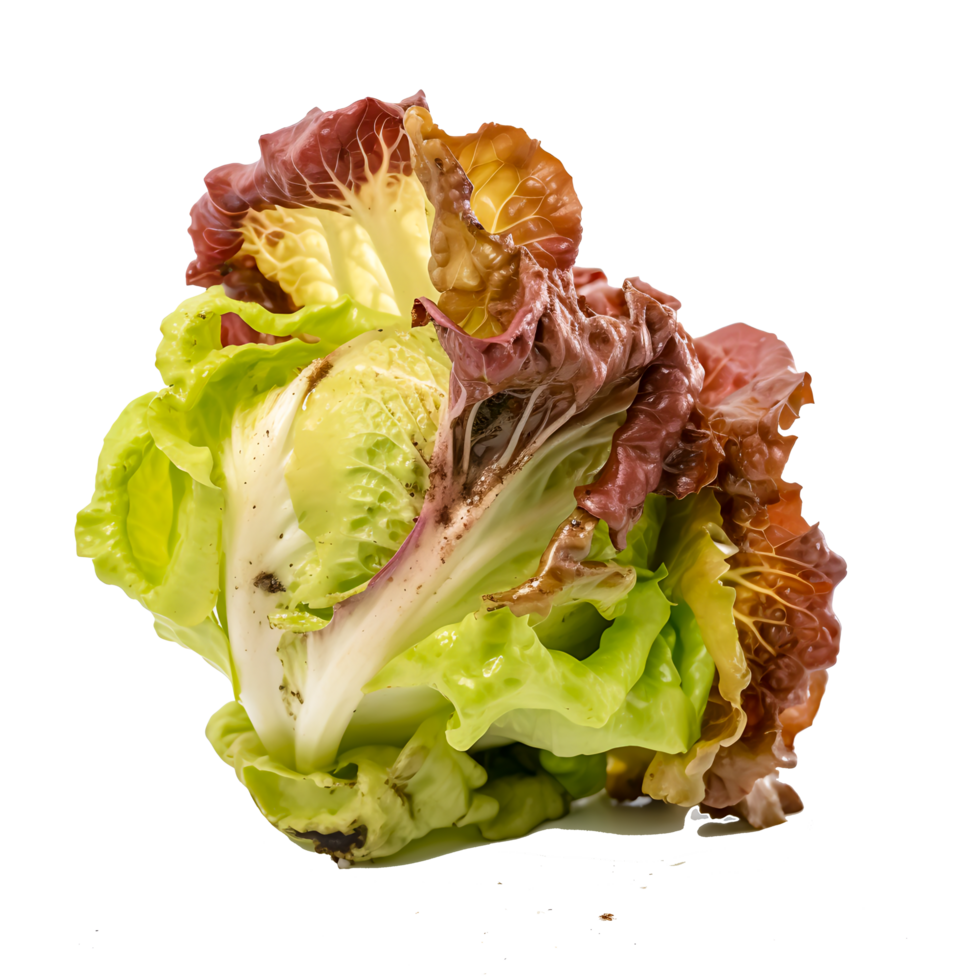 AI generated Decay of Freshness Rotten Butter Head Lettuce Illustrating Unhealthy Eating Habits  Kitchen Spoiled Ingredient png