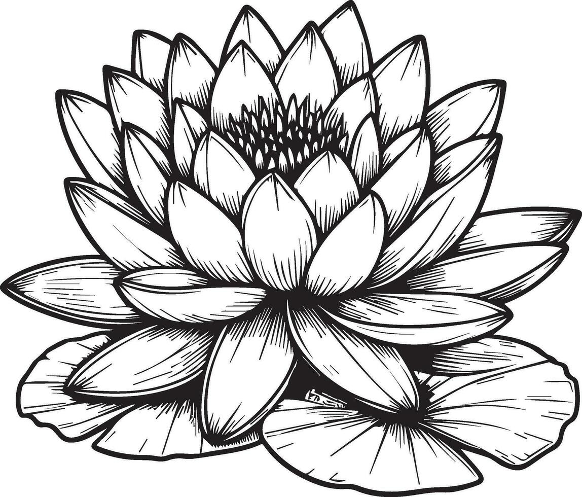 Lily pad water lily drawing, simple lily pad drawing, simple easy water lily drawing, water lily drawing top view, water lily vector art, illustration water lily vector