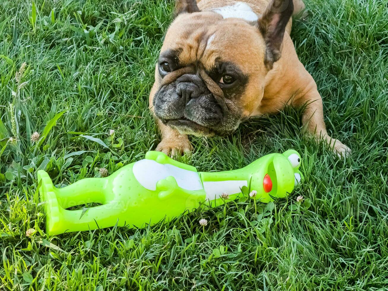 Emotions of a fawn French bulldog playing with a new toy on a green lawn. photo